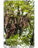 Ceratonia siliqua - St. John's Bread Carob, Carob Tree, Locust Bean