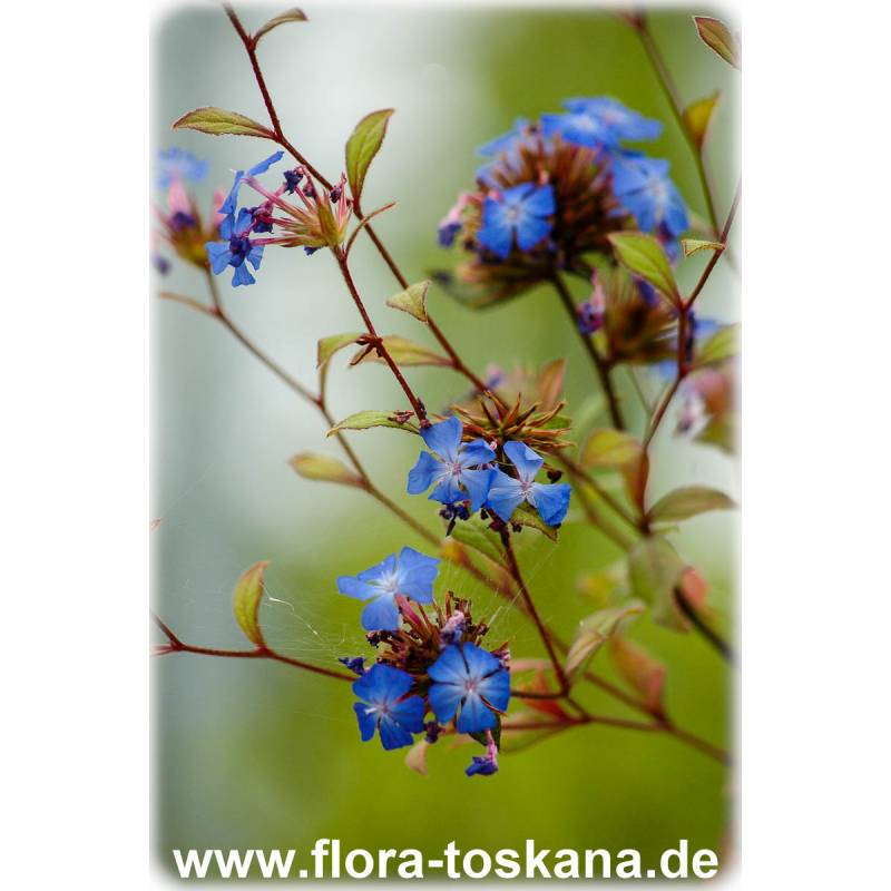 Ceratostigma griffithii - Burma-Bleiwurz