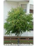 Cercidiphyllum japonicum - Lebkuchenbaum, Katsurabaum, Japanischer Kuchenbaum