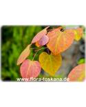 Cercis canadensis 'Forest Pansy' - Roter Judasbaum