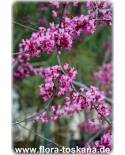 Cercis canadensis 'Forest Pansy' - Eastern Redbud