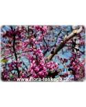 Cercis canadensis 'Forest Pansy' - Eastern Redbud