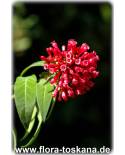 Cestrum elegans - Butterfly Flower, Red Cestrum