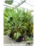 Chamaerops humilis 'Vulcano' - Dwarf European Fan Palm