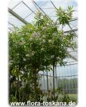 Chitalpa tashkentensis - Baumoleander, Schmalblättriger Trompetenbaum
