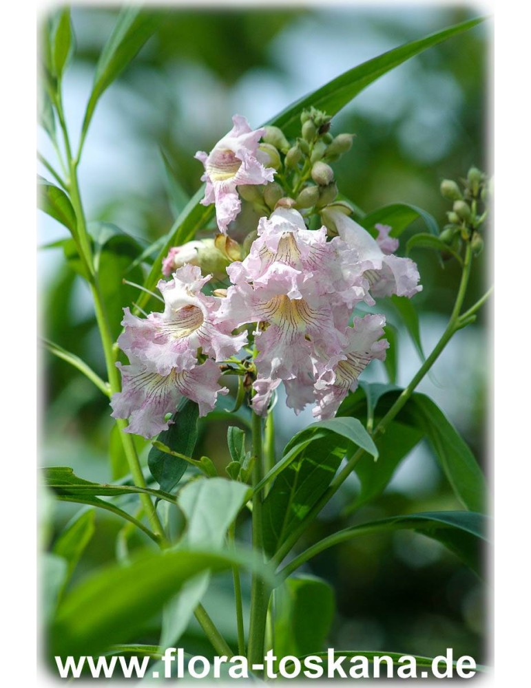 Trompetenbaum rosa- violette Blüte Chitalpa tashkentensis 40-60 Baumoleander 