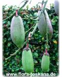 Chorisia speciosa - Silk Floss Tree, Bombax