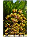 Anigozanthos flavidus - Känguru-Pfote, Känguru-Blume