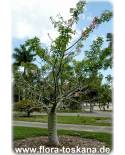 Chorisia speciosa - Silk Floss Tree, Bombax