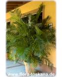 Chrysalidocarpus lutescens, Dypsis lutescens - Butterfly Palm, Areca Palm