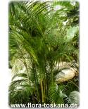 Chrysalidocarpus lutescens, Dypsis lutescens - Butterfly Palm, Areca Palm
