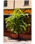 Chrysalidocarpus lutescens, Dypsis lutescens - Goldfruchtpalme, Schmetterlings-Palme, Goldblatt-Palme