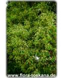 Cinnamomum camphora - Kampferbaum, Zimtlorbeer (Pflanze)