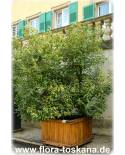 Cinnamomum camphora - Camphor Tree, Camphor Laurel