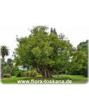 Cinnamomum camphora - Kampferbaum, Zimtlorbeer (Pflanze)