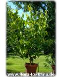 Cinnamomum zeylanicum, Cinnamomum verum - Echter Zimt, Zimtbaum, Ceylon-Zimtbaum (Pflanze)