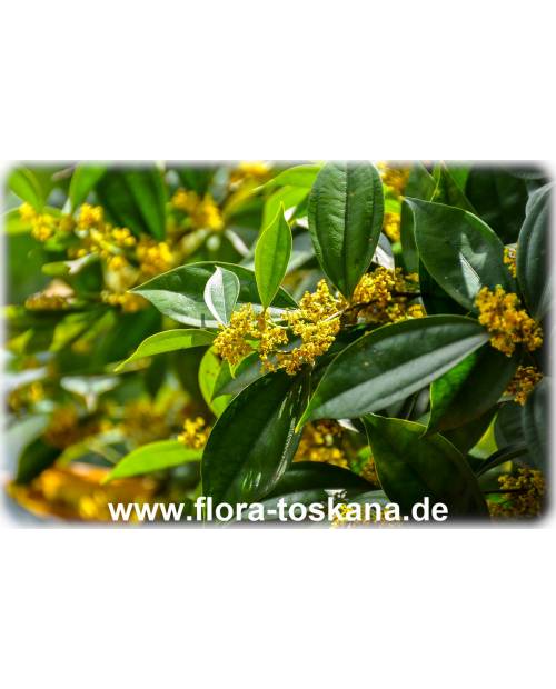 Cinnamomum zeylanicum, Cinnamomum verum - Echter Zimt, Zimtbaum, Ceylon-Zimtbaum (Pflanze) Cinnamomum zeylanicum, Cinnamomum verum - Echter Zimt, Zimtbaum, Ceylon-Zimtbaum (Pflanze)