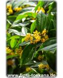 Cinnamomum zeylanicum, Cinnamomum verum - Echter Zimt, Zimtbaum, Ceylon-Zimtbaum (Pflanze)