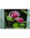 Clerodendrum bungei - Cashmere bouquet, Glory Bower, 
