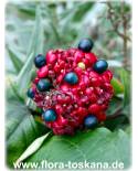 Clerodendrum bungei - Cashmere bouquet, Glory Bower, 