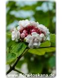 Clerodendrum philippinum - Glory Tree, Chinese Glory Bower, Cashmere Bouquet