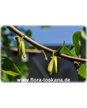 Annona cherimola - Rahmapfel (Pflanze), Cherimoya, Ochsenherz