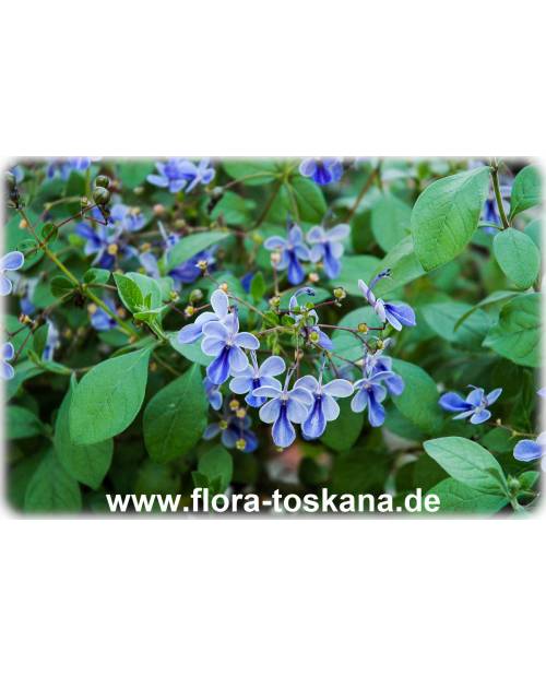 Clerodendrum ugandense - Blauflügelchen, Schmetterlingslosbaum