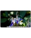 Clerodendrum ugandense - Blue Wings, Blue Glory Bower