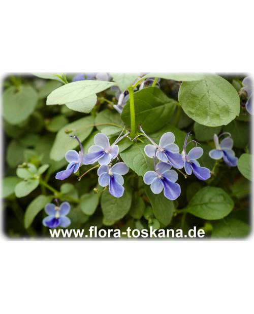 Clerodendrum ugandense - Blauflügelchen, Schmetterlingslosbaum