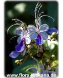 Clerodendrum ugandense - Blauflügelchen, Schmetterlingslosbaum