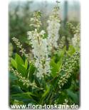 Clethra alnifolia - Summersweet, Coastal Sweetpepperbush