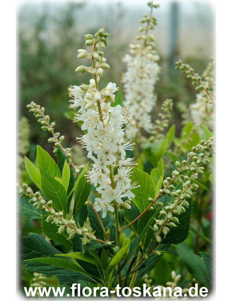 Zimterle Clethra alnifolia Pflanze 15-20cm Scheineller Silberkerzenstrauch 