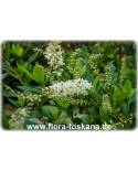 Clethra alnifolia - Silberkerzenstrauch, Scheineller, Zimterle