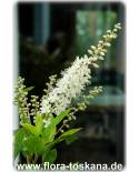 Clethra alnifolia - Silberkerzenstrauch, Scheineller, Zimterle