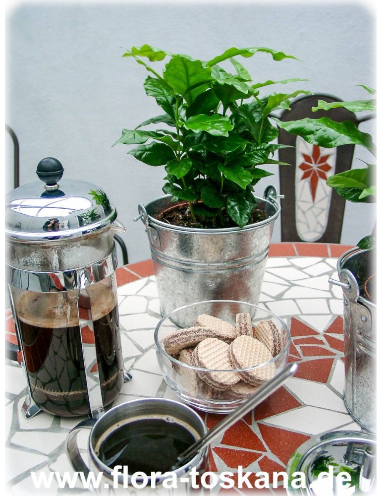 Arabica Kaffee echter Kaffeestrauch Kaffeebaum coffea arabica Pflanze 20cm 