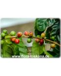 Coffea arabica - Echter Kaffee (Pflanze), Kaffeestrauch, Café (Pflanze)