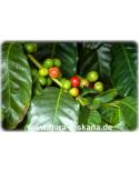 Coffea arabica - Coffee