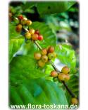Coffea arabica - Coffee