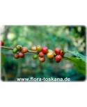 Coffea arabica - Echter Kaffee (Pflanze), Kaffeestrauch, Café (Pflanze)