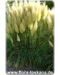 Cortaderia selloana - Pampas Grass