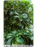 Couroupita guianensis - Cannon Ball Tree