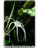Crinum asiaticum - Asiatische Hakenlilie