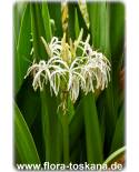 Crinum asiaticum - St. John´s Lily