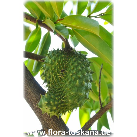 Annona muricata - Stachel-Annone, Stachel-Rahmapfel, Sauer-Sack