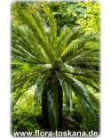 Cycas revoluta - Palmfarn, Japanischer Sagopalmfarn