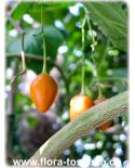 Cyphomandra betacea - Tamarillo, Tree Tomato