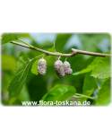 Morus alba - Weiße Maulbeere (Pflanze), Weißer Maulbeerbaum