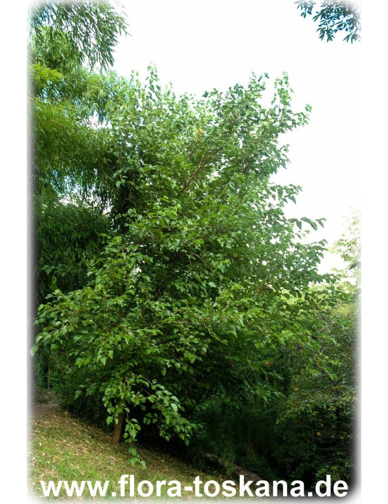 weißer Maulbeerbaum Morus alba mild ca 60-100 cm Topf 