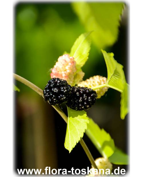 Morus nigra schwarze Maulbeere Maulbeerbaum Pflanze 50cm essbare süße Früchte 