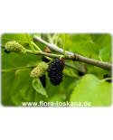 Morus nigra - Black Mulberry